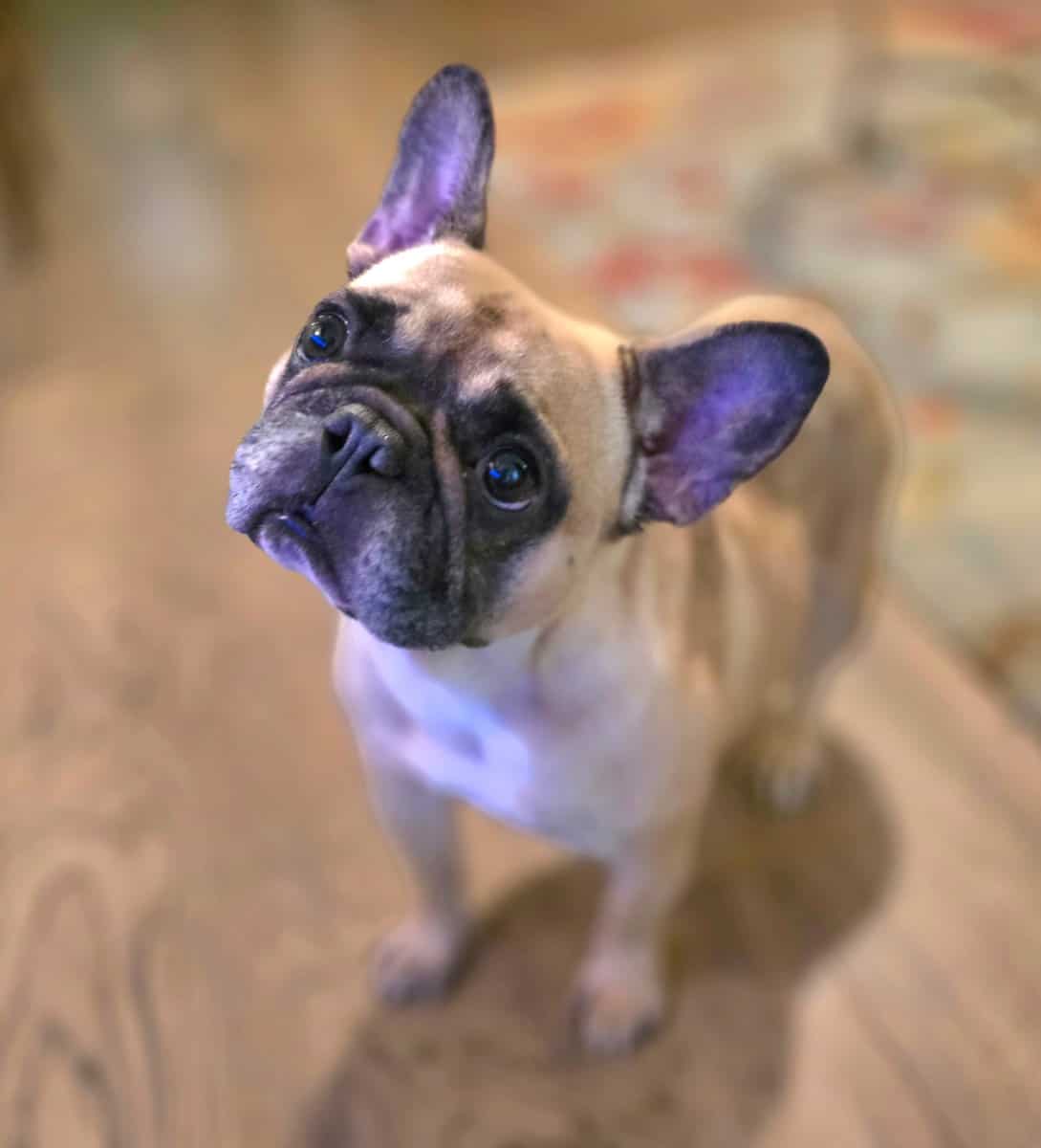 Rehoming a 5 year old spayed french bulldog female image 1