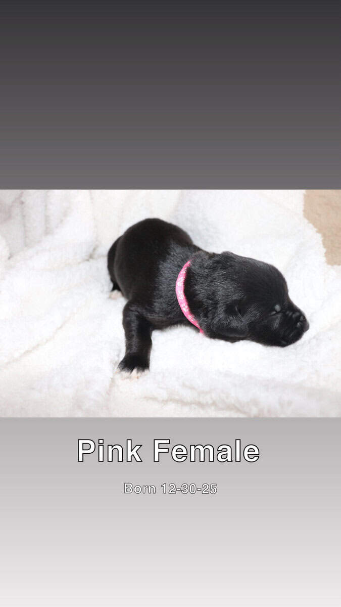 Puppies for sale image 8