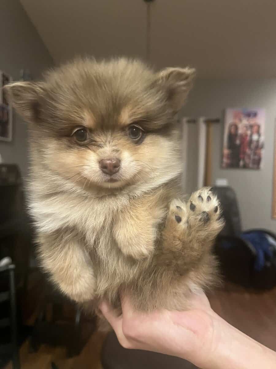 Pomeranian puppies image 3