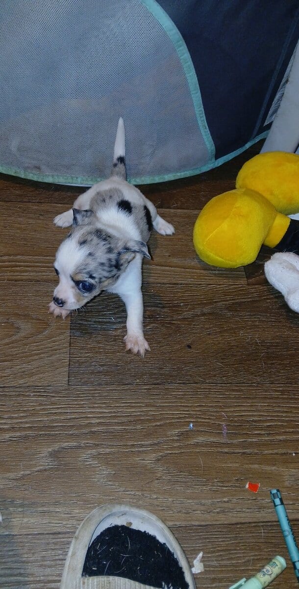 Tiny white with Merle piebald female chihuahua pup image 13
