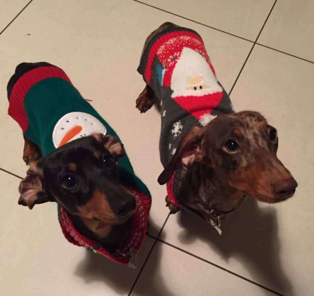 Male dachshund puppy image 5