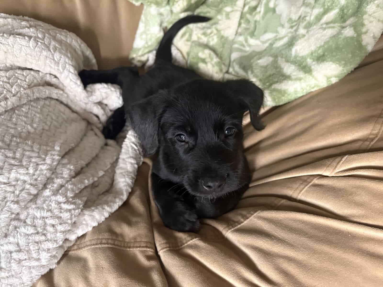 Belgian Malinois / Black Lab Puppies (7 weeks) image 4