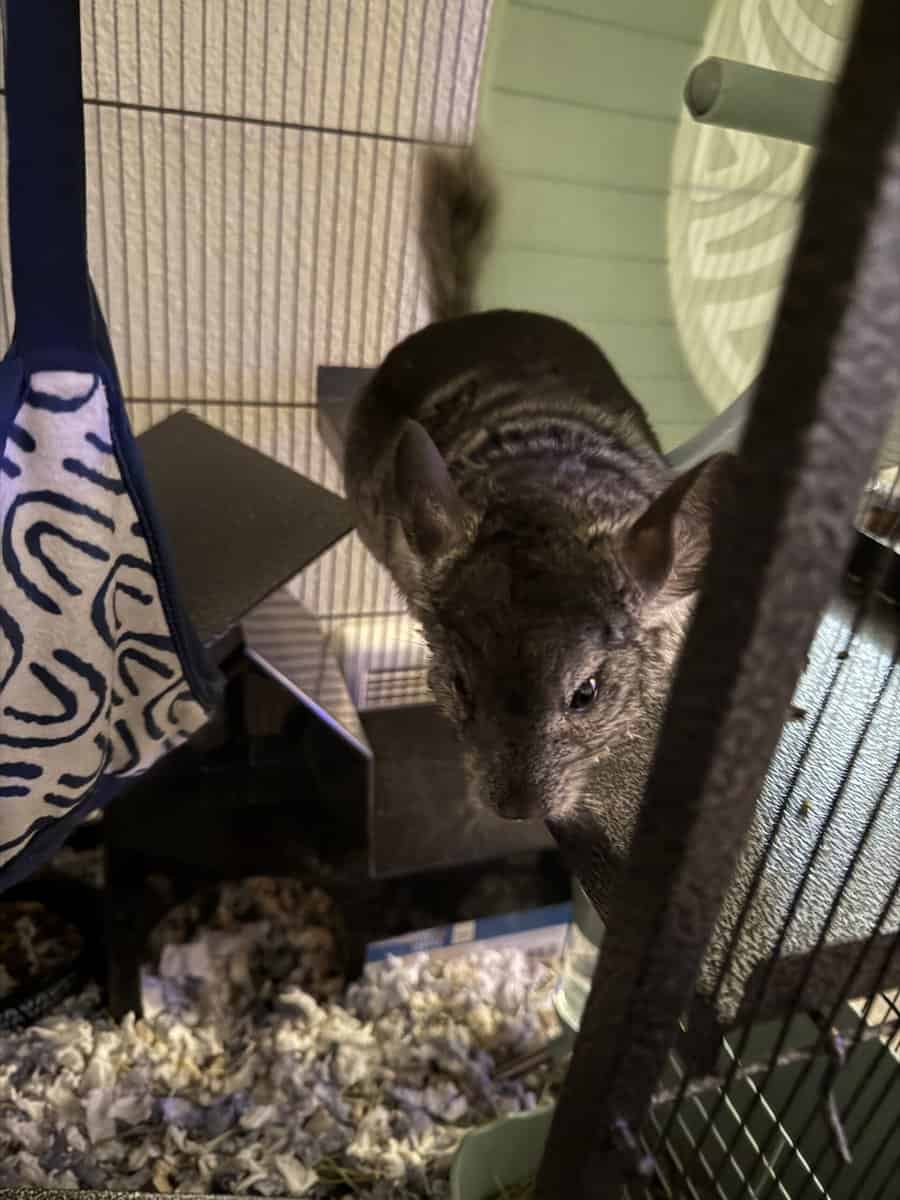 5 Month old Chinchilla for sale image 4