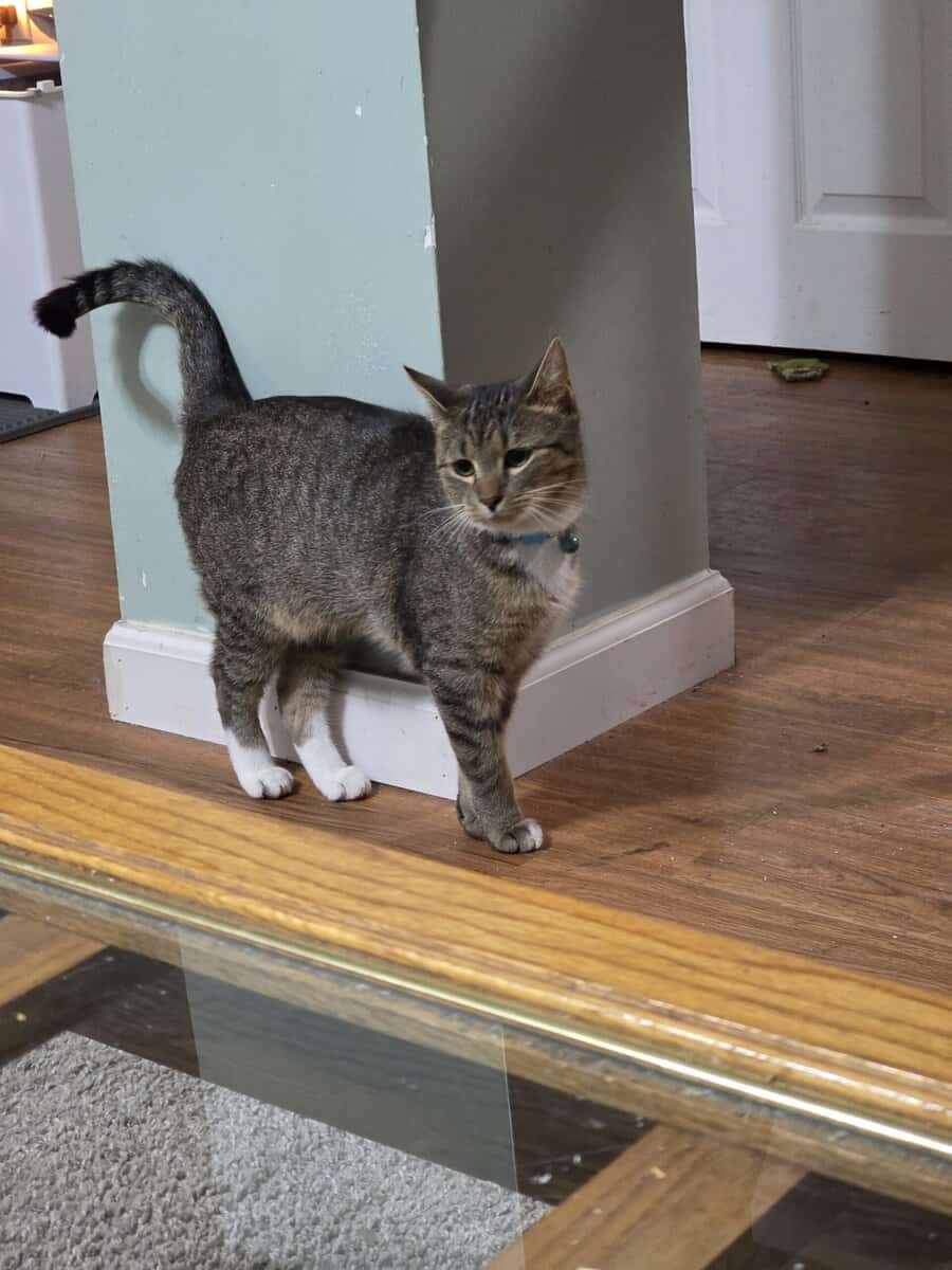 Two Tabby Sisters Looking For A Forever Home image 1