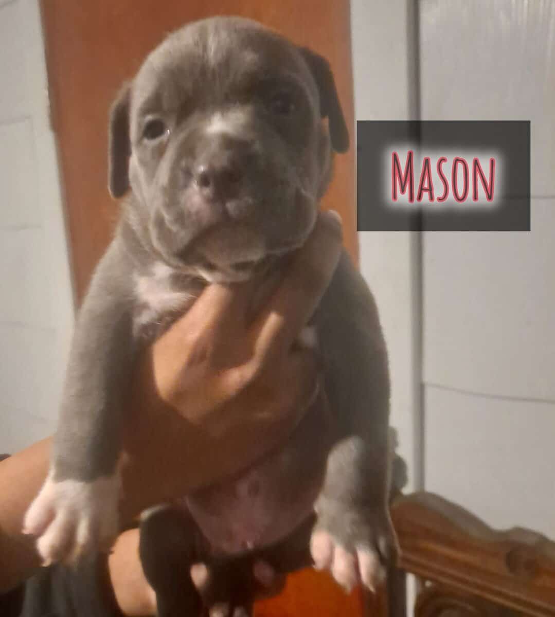 BRAND NEW AMERICAN BULLYS AVAILABLE image 5