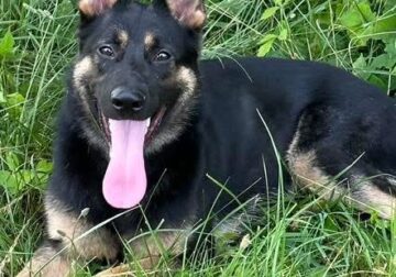 Moose needs a new home.