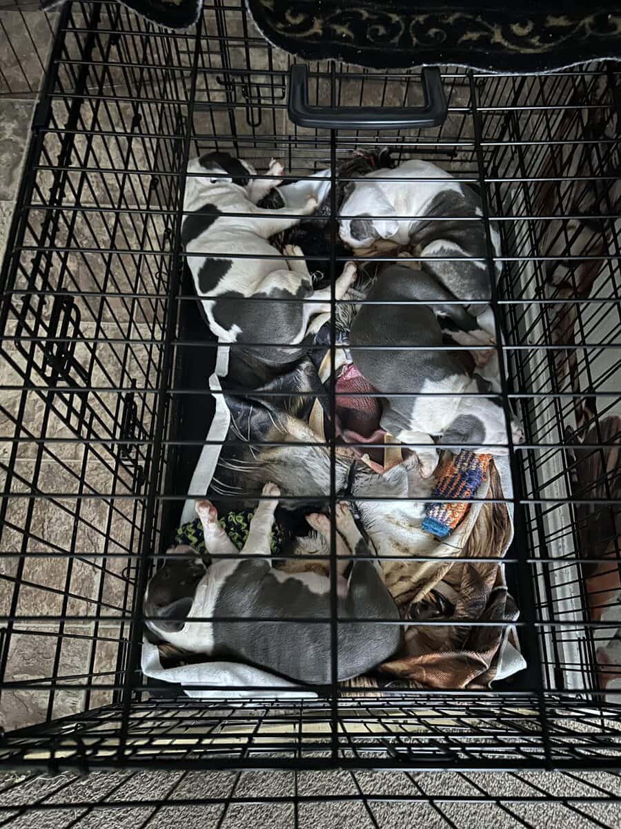 Puppies for rehoming image 3