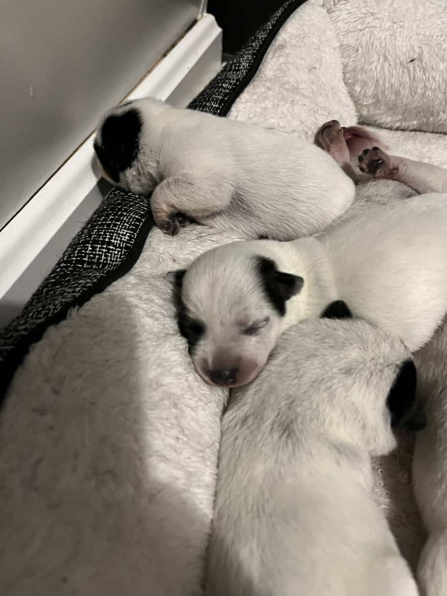 Blue Heeler Pups image 3