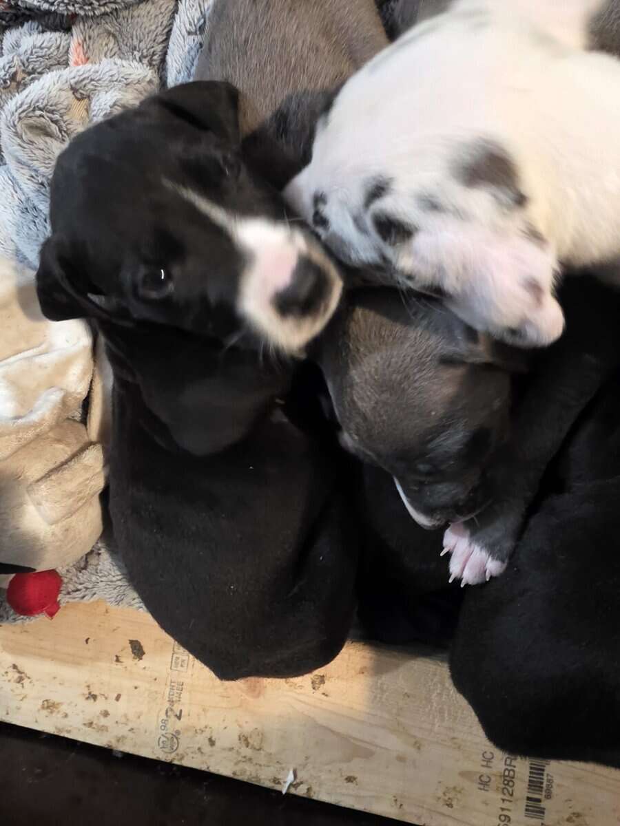 AKC Great Dane Puppies for sale image 6