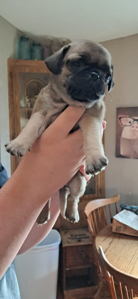 Pug puppies image 1