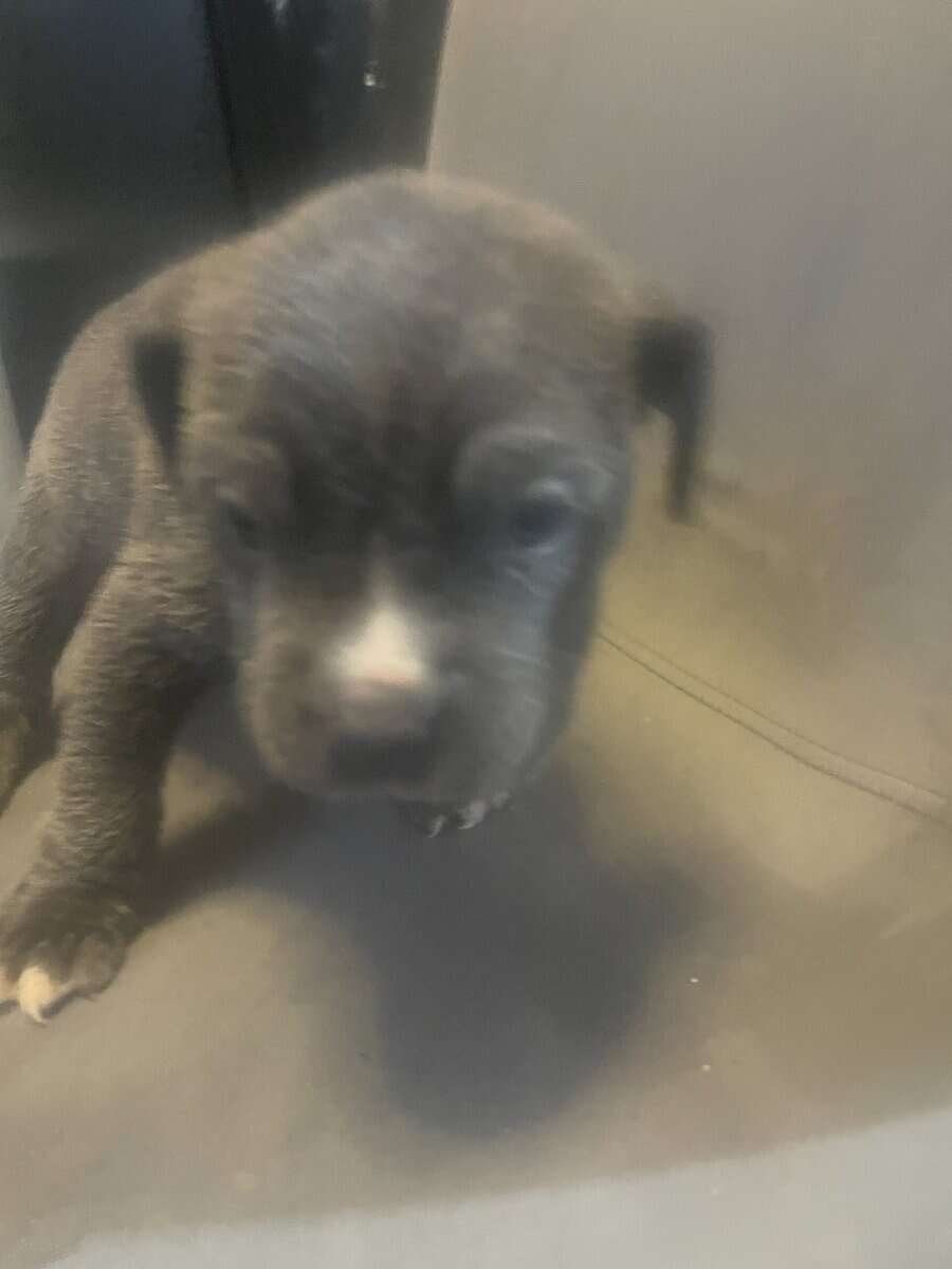 Pitt bull puppies for sale image 6