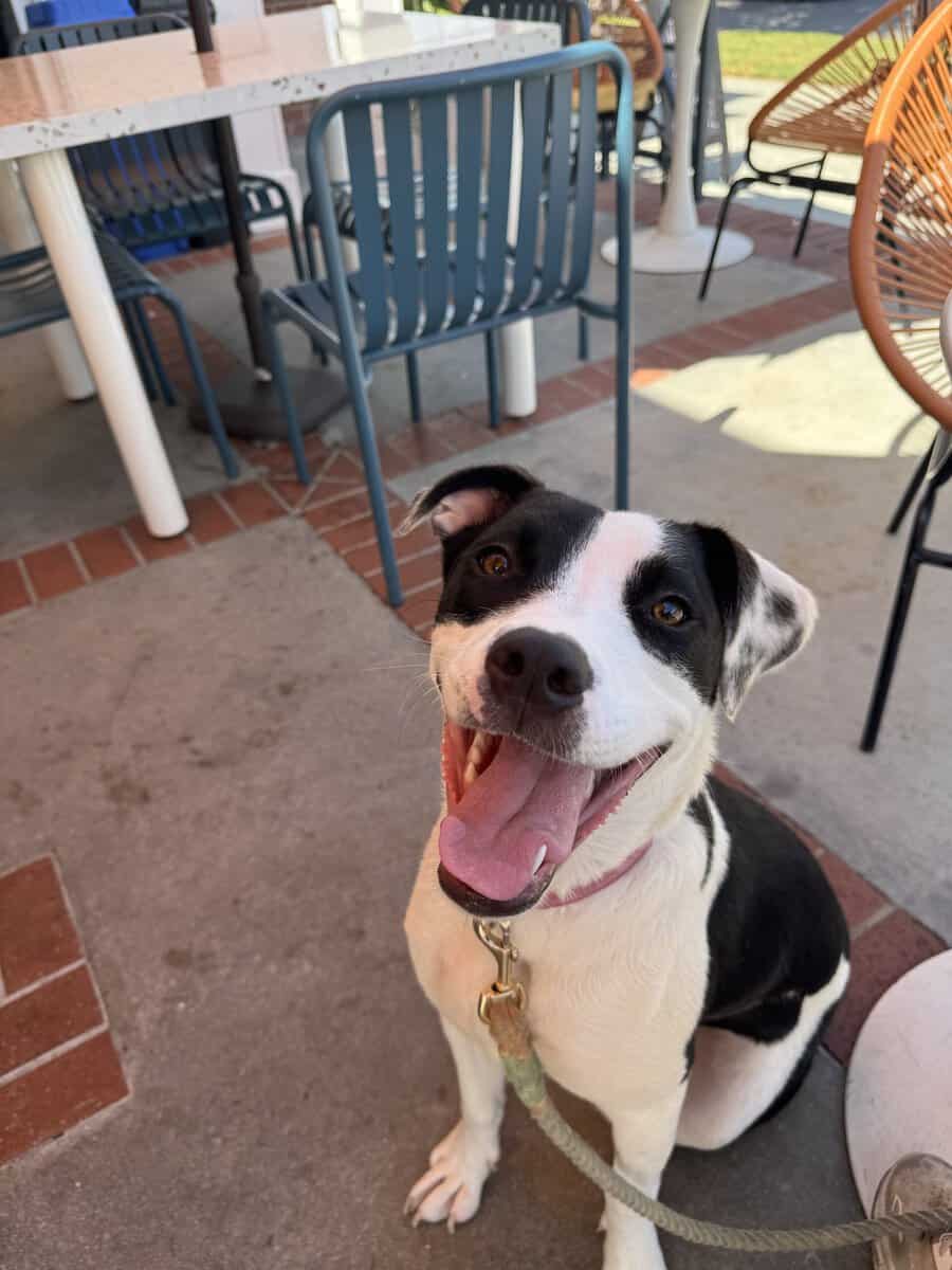 Meet sweet girl Moo! 1 year image 2