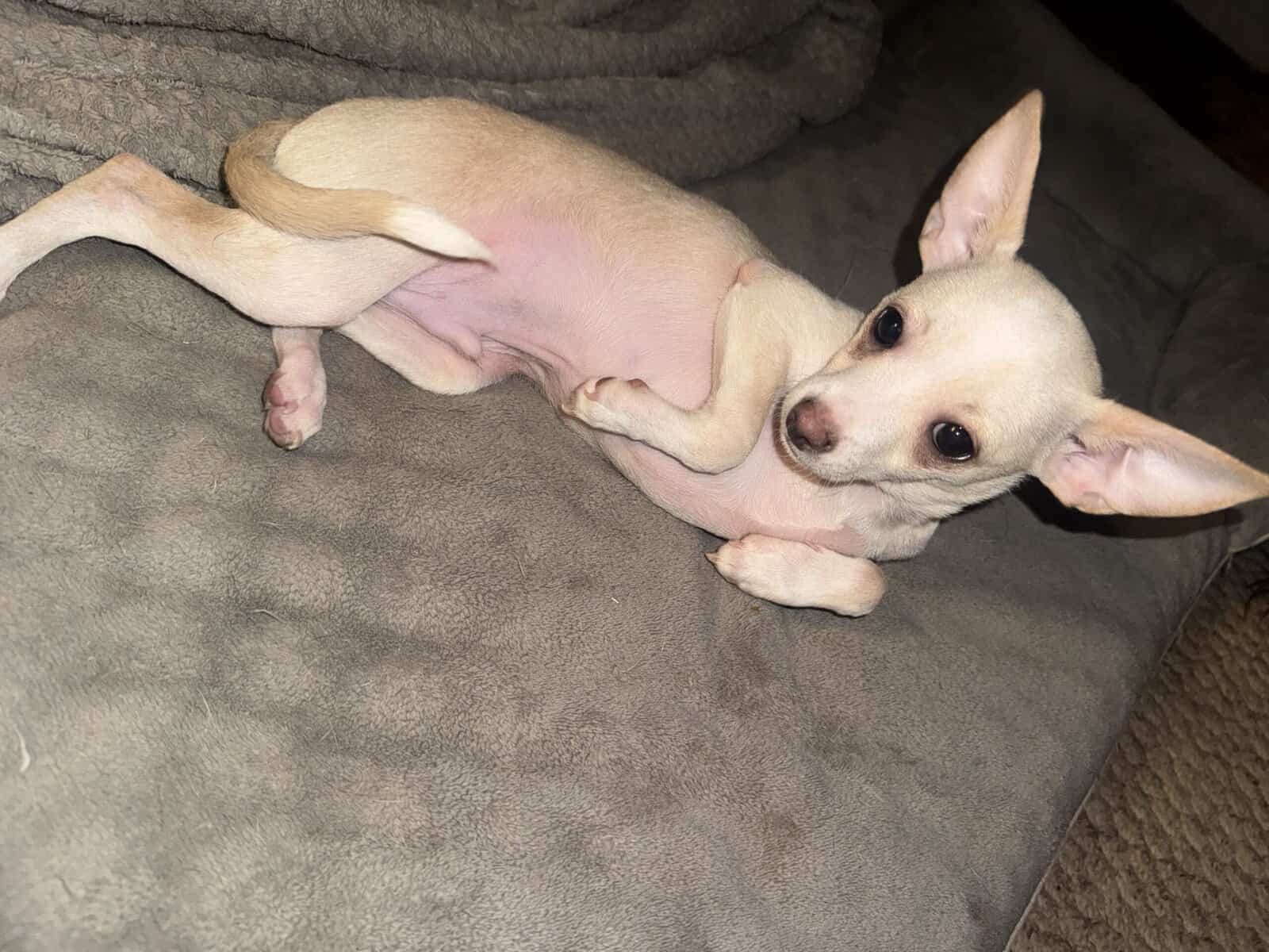 Chihuahua Puppy image 3