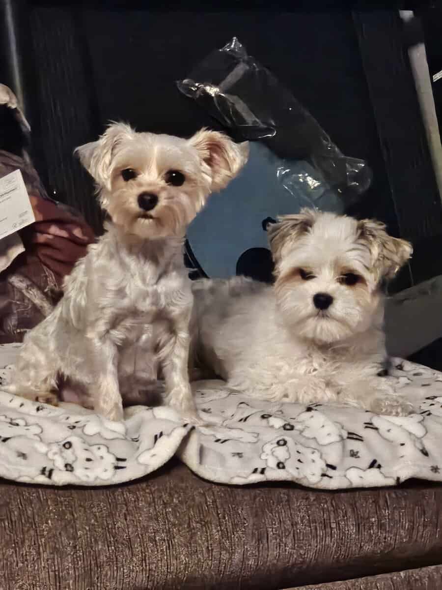 Parti Yorkie needs furever home image 3