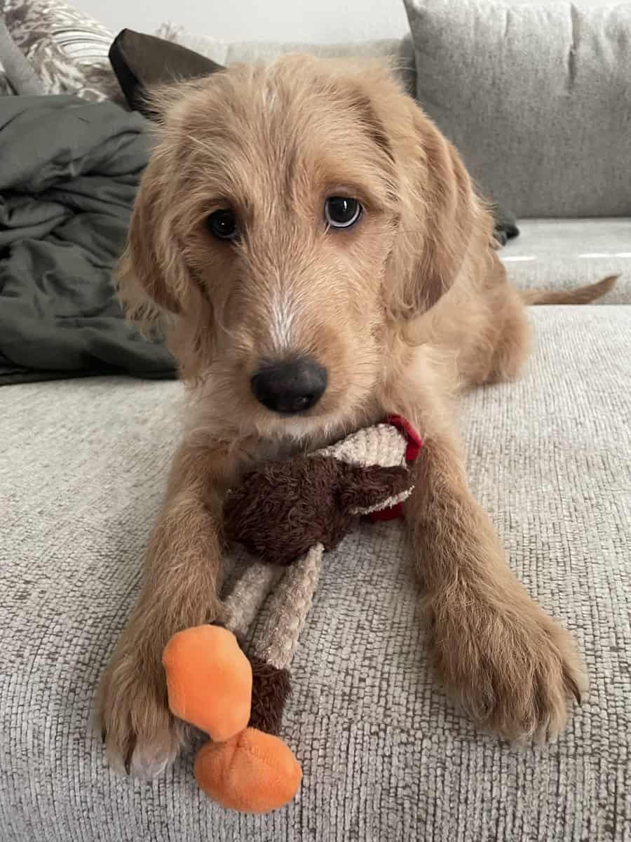 Doodle Puppy Looking for Good Home image 1