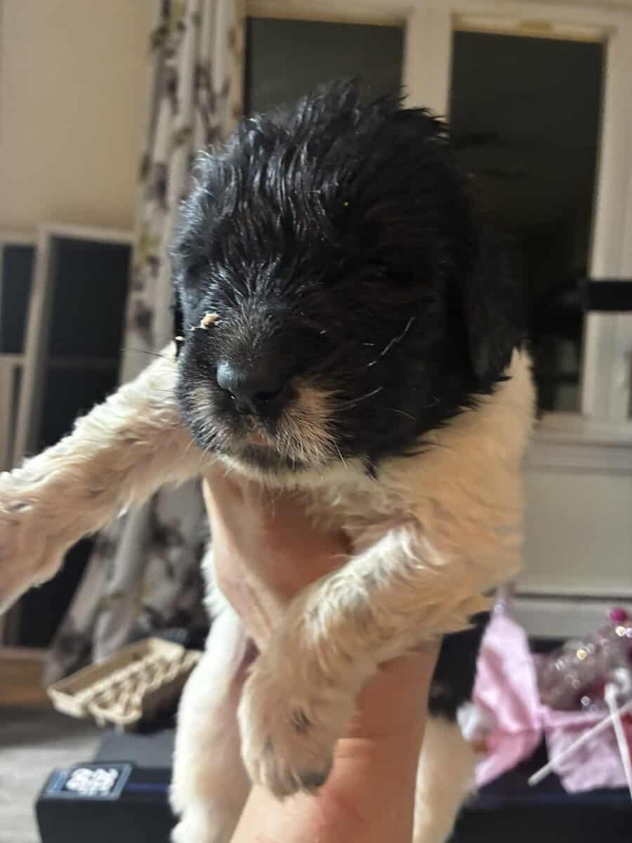 Newfoundland Puppies – Raised in a Home, Landseers image 7