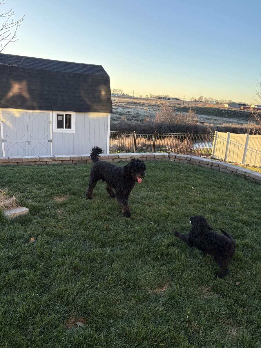 Beautiful purebred Moyen Poodles image 2