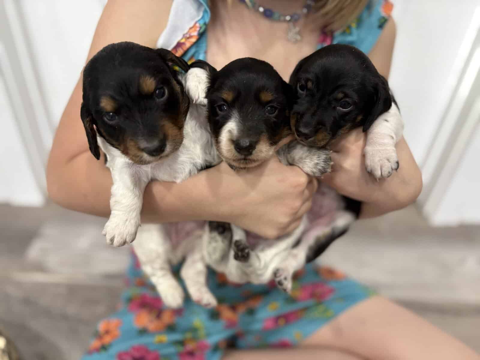Purebred Miniature Dachshund puppies image 1