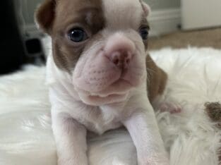 Puppy Male Boston Terrier For sale