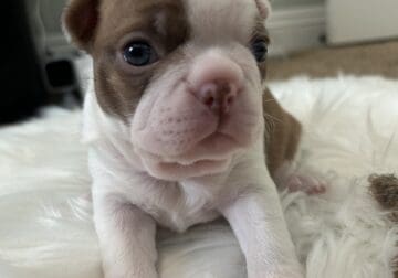 Puppy Male Boston Terrier For sale