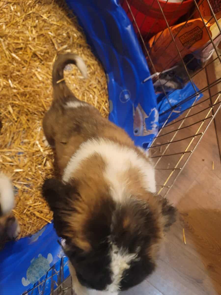 Saint Bernard boy 2 image 2