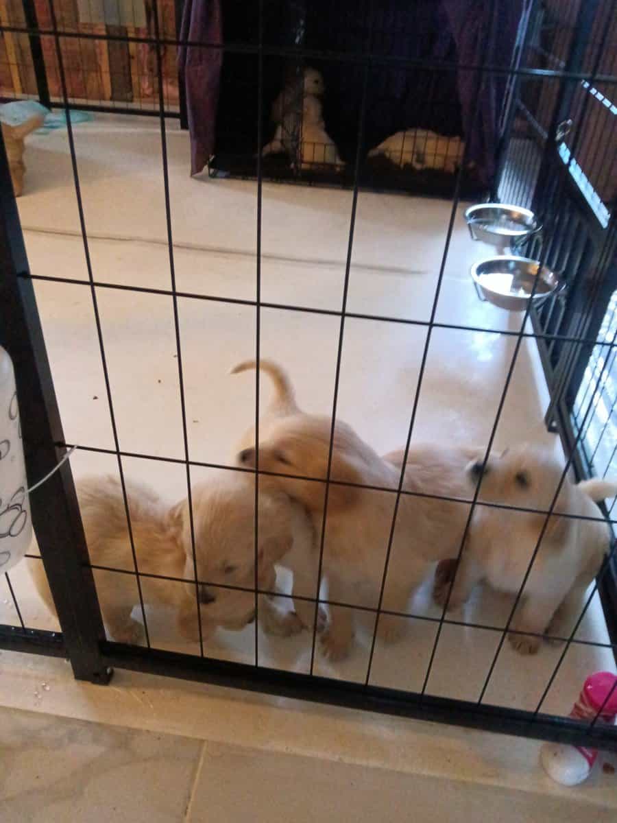 Golden retriever puppies image 10