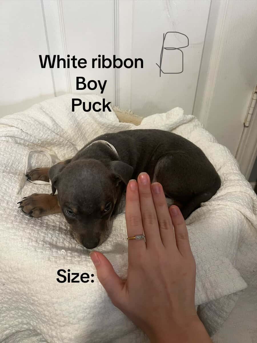 🔥 Rare Exotic Dober Bullies – Stunning Tri-Color image 17