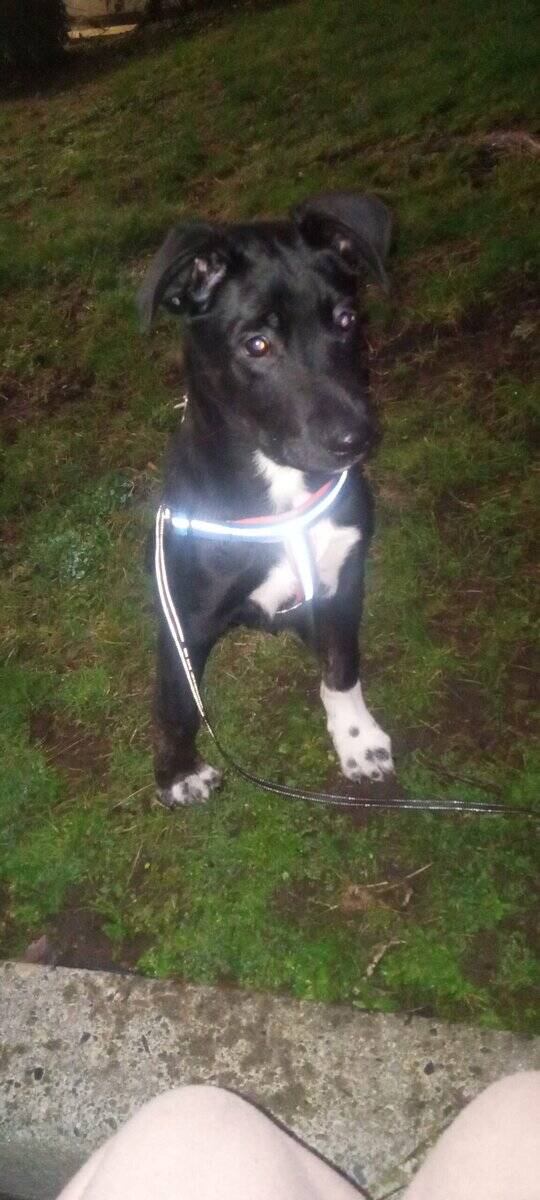 Rehoming my puppy image 1