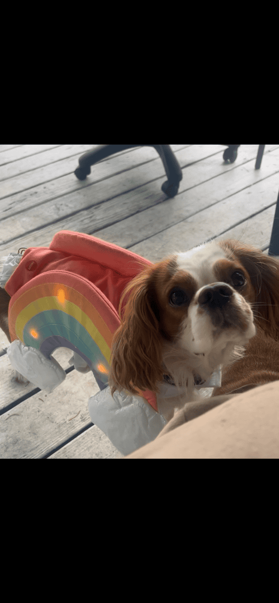 King Charles cavalier image 9