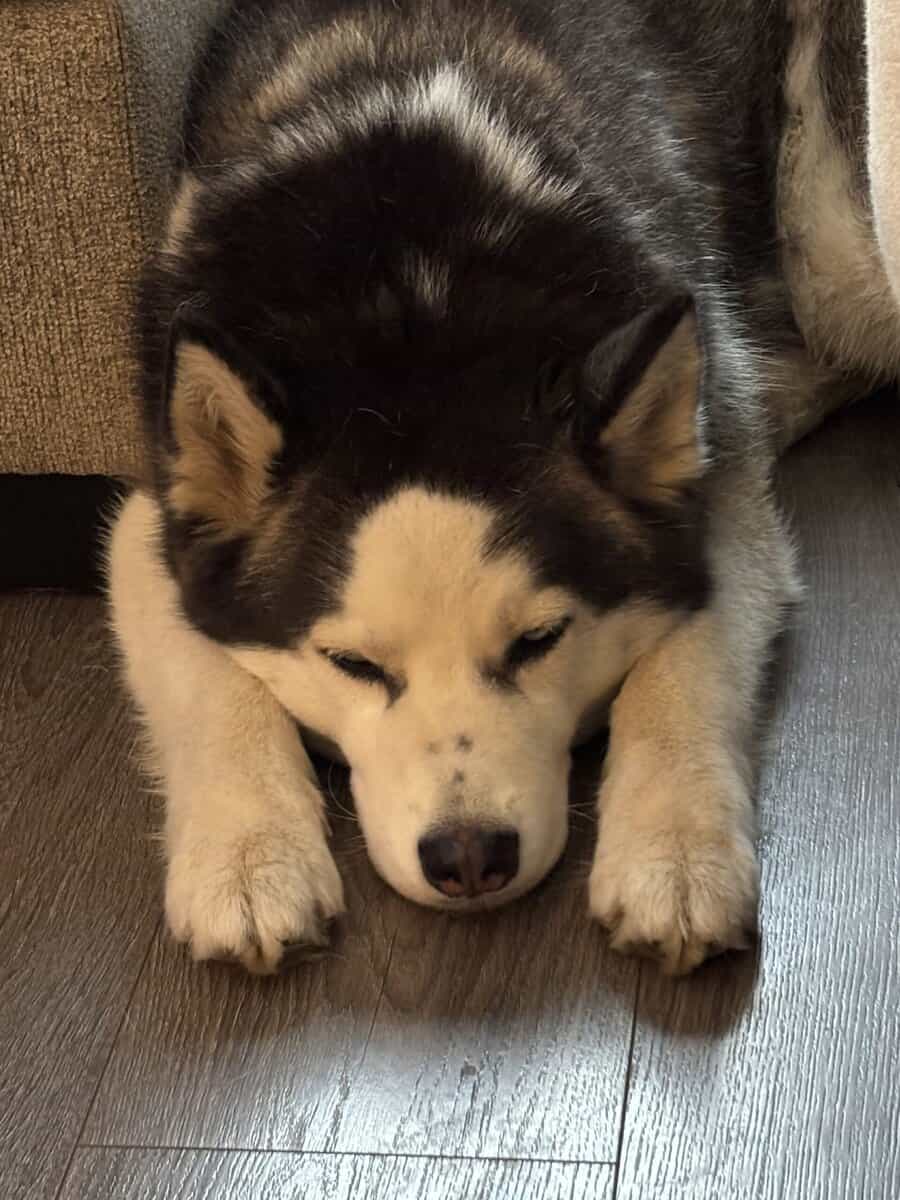 Siberian Husky mix image 1