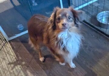 * RARE TOY AUSTRALIAN SHEPHERD – DUNDEE
