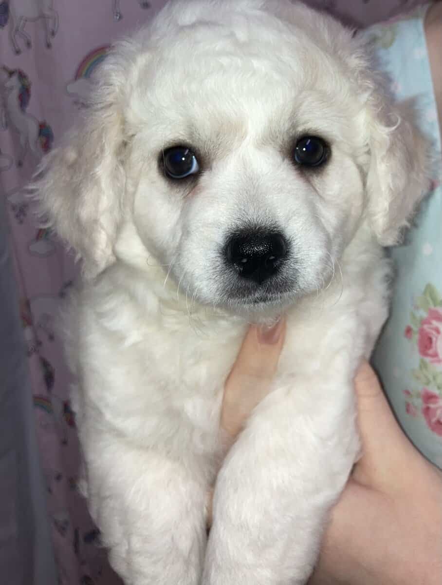 Rehoming Maltipoo, Clara image 1