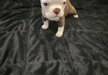 Boston Terrier female puppy