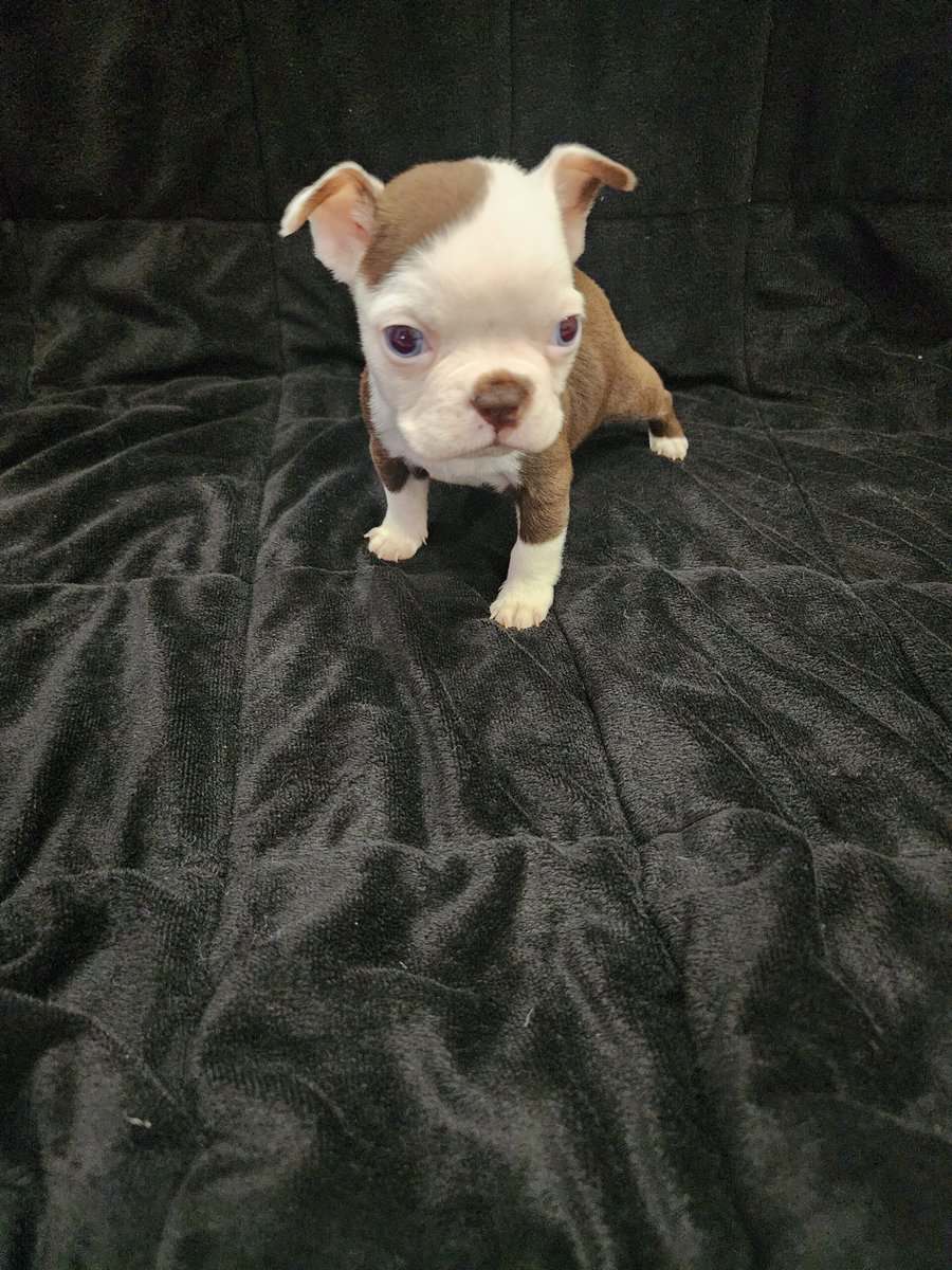 Boston Terrier female puppy image 1