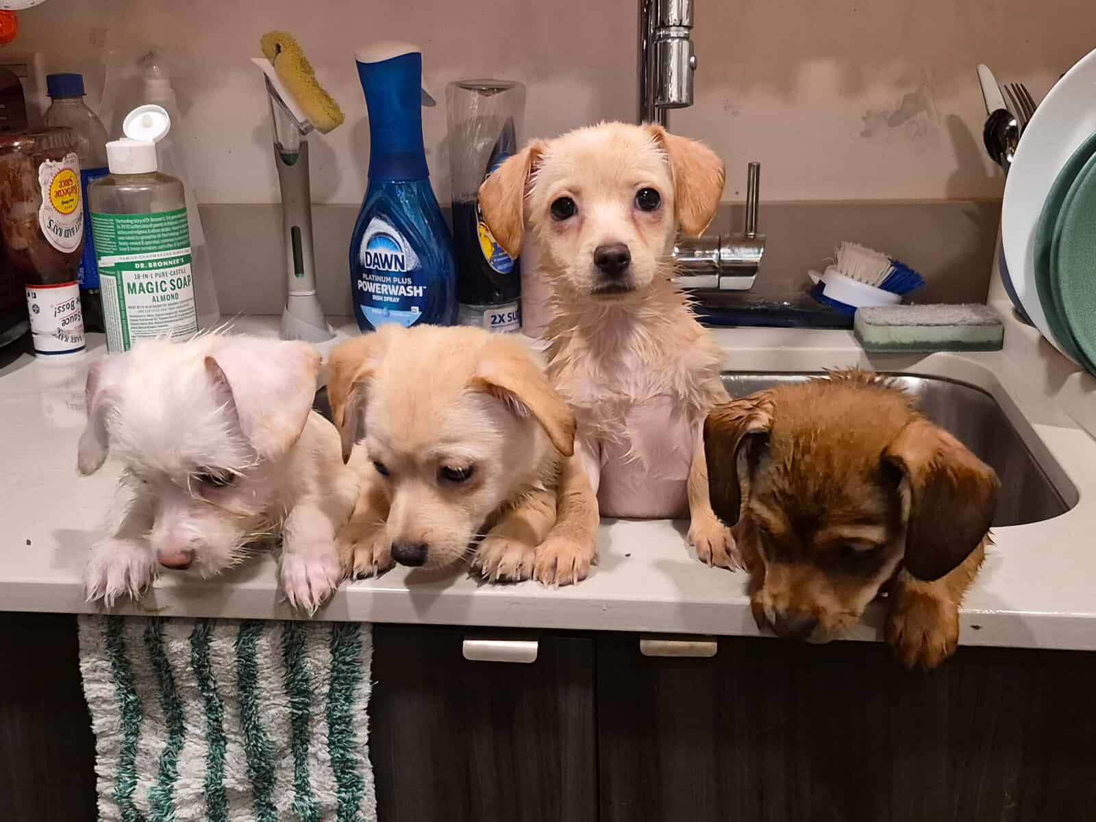 shih tzu chihuahua puppy mix image 5