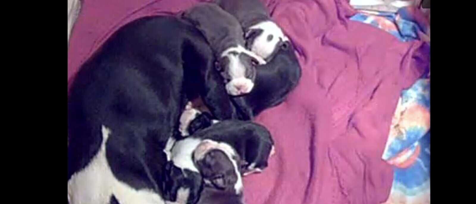 AKC Boston terriers image 2