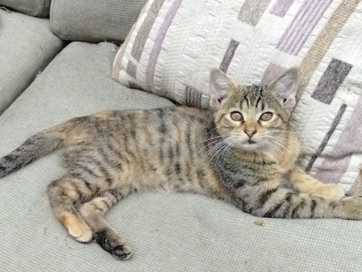 Looking for safe, new home! image 1