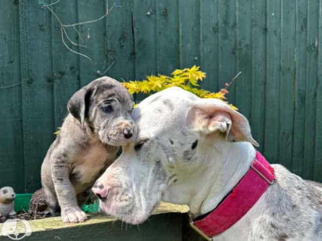 Adorable Great Dane puppies image 7