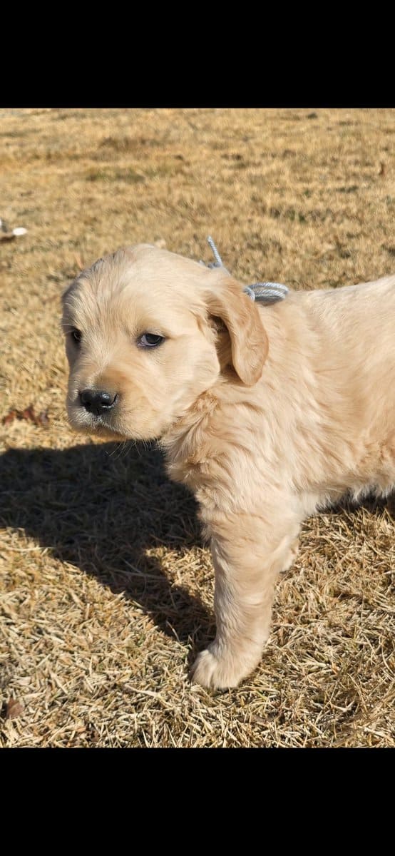 Golden retriever english cream image 5