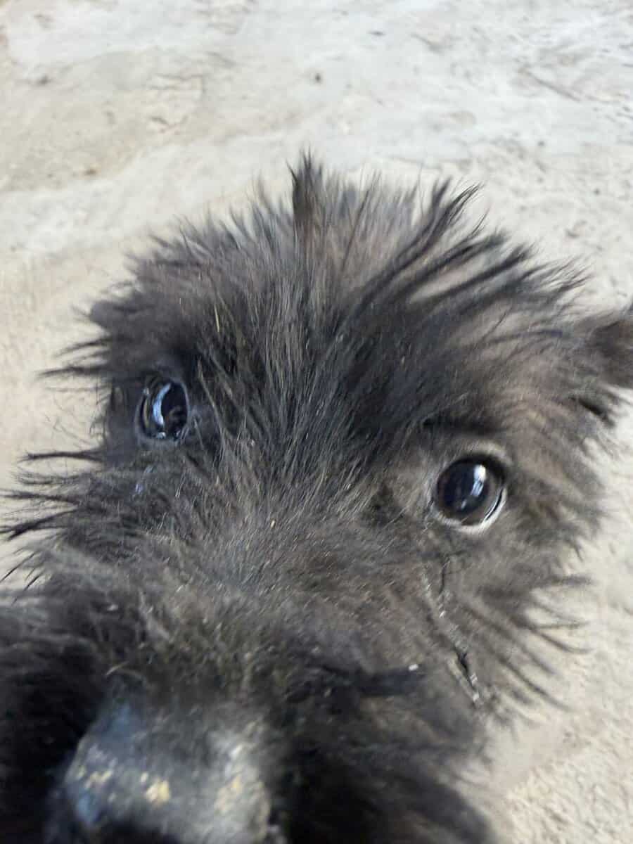 Giant Schnauzer 1 image 4