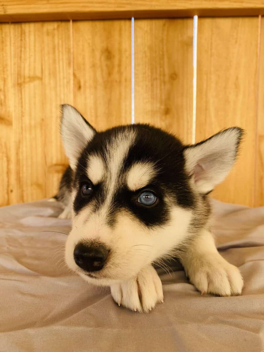 Husky Puppies image 5