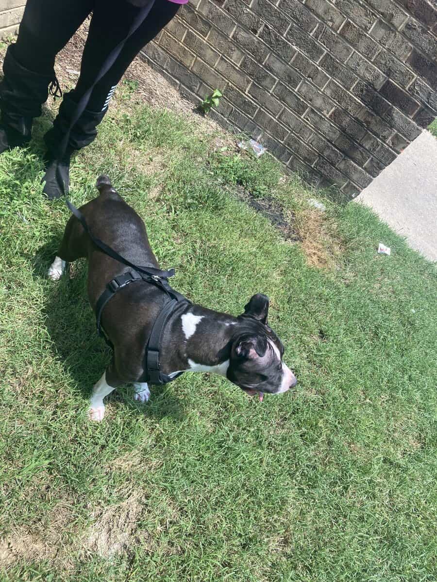 Oreo The Staffy image 4