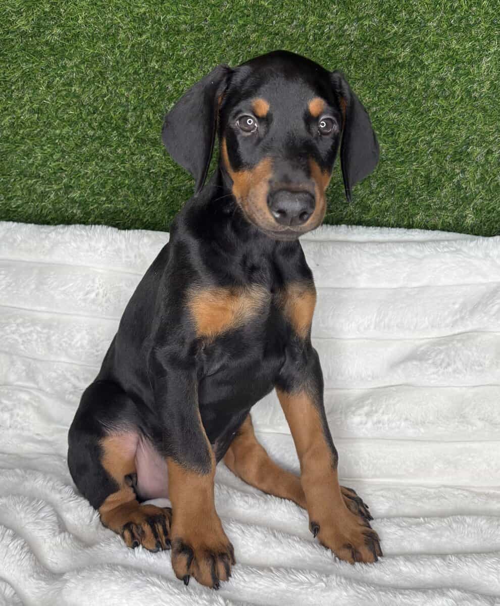 Doberman available image 1