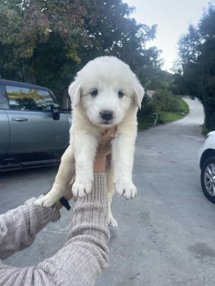 Great Pyrenees/Anatolian Shepherd mix puppies image 3