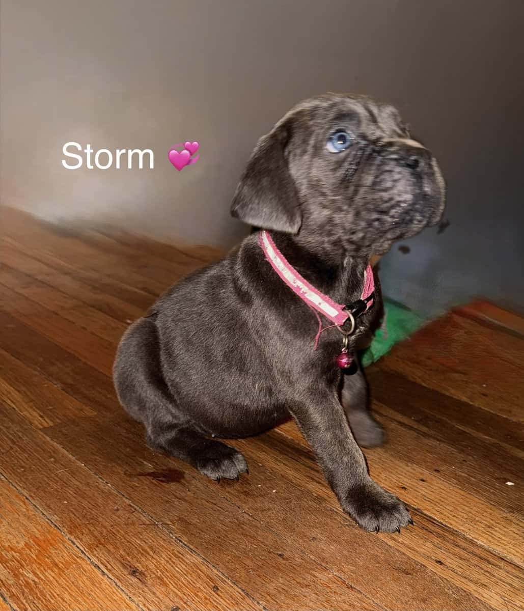 Beautiful Cane Corso Puppies Available 🐶❤️ image 7