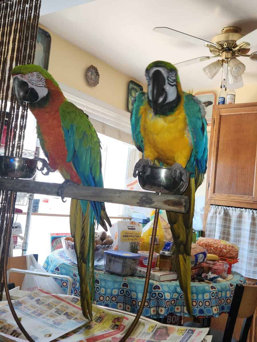 Blue & Gold Macaw image 3