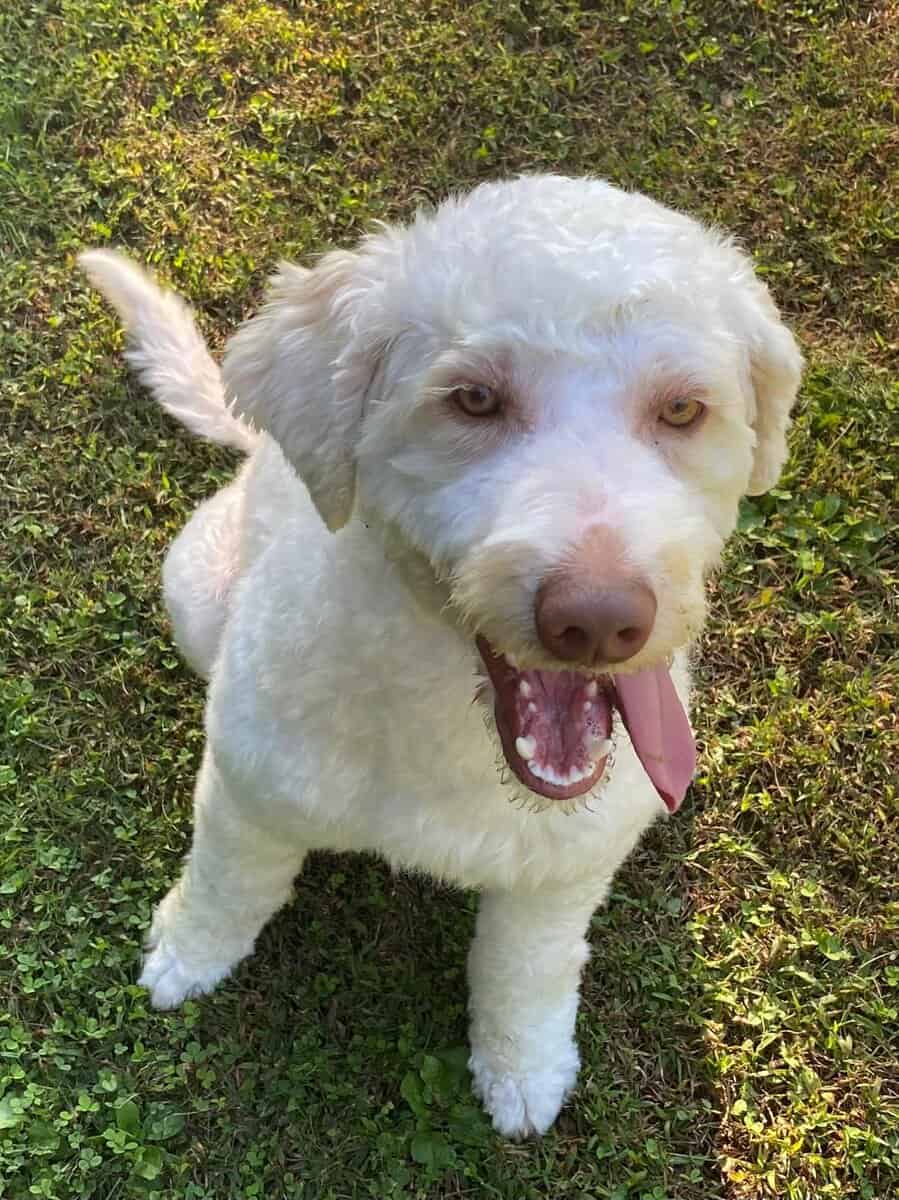 Aussiedoodle image 3