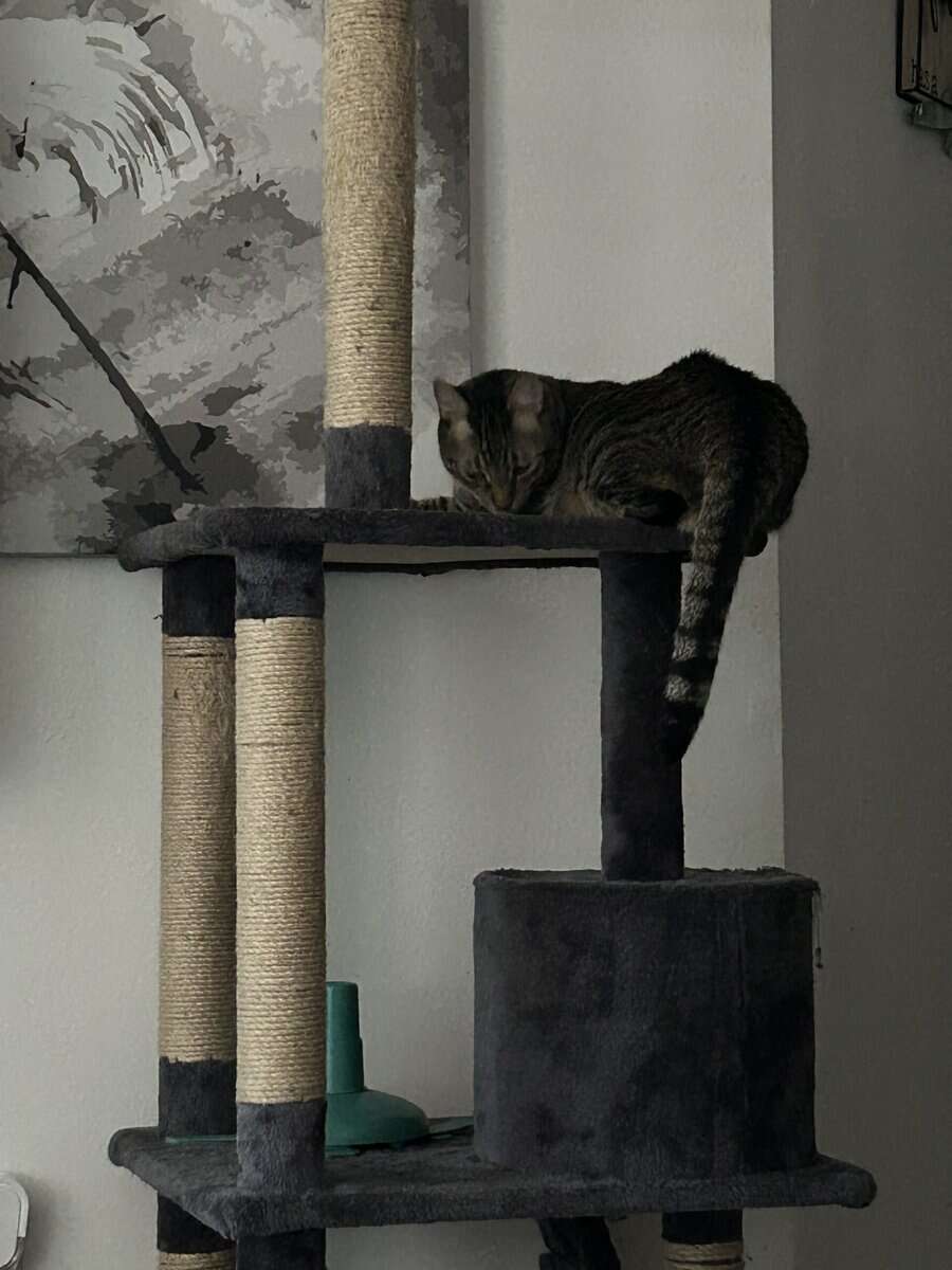 Free cat 3y/o Male image 2
