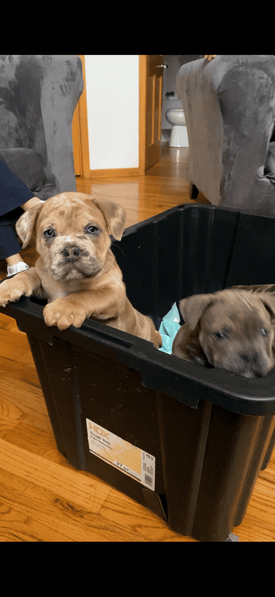 Merle mastiff cane corso puppys image 1