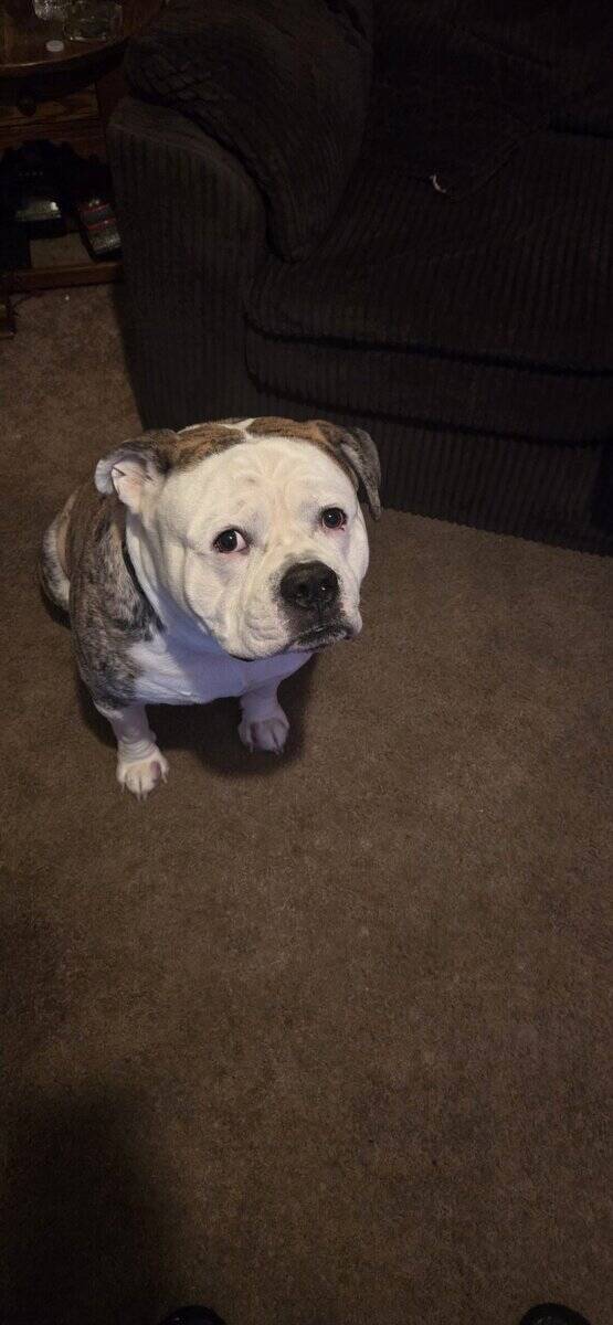 Free American bulldog image 2